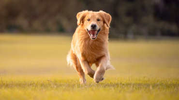 Fischöl omega3 vergleich Omega3 Fettsäuren Lachsöl Hunde