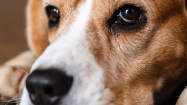 Omega3 Fettsäuren Lachsöl Hunde Omega3 Fettsäuren Lachsöl Hunde